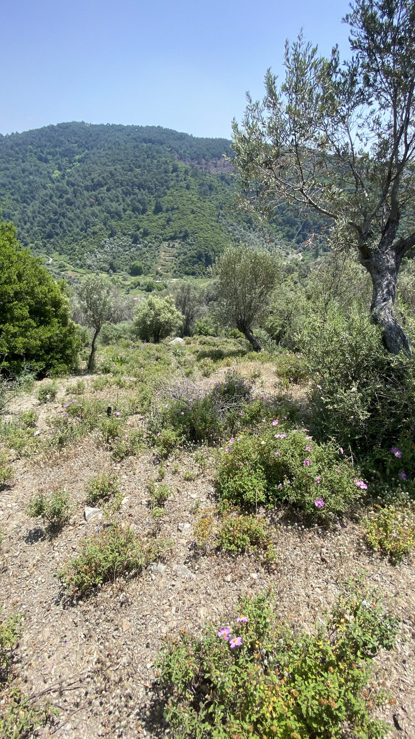 Güzelbahçe Küçükkaya'da Fırsat! Acil Satılık 1320 m2 Zeytinlik